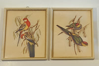 John Gould Native Birds Parrots Art Print Painting Set of 2