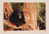 Peacock Postcards Prince Rupert British Columbia Black Bear Postcard