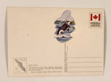 Peacock Postcards Prince Rupert British Columbia Black Bear Postcard