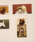 Hornimans Tea Dogs Trading Cards Lot of 4
