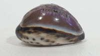 Hand Carved Hawaii Hawaiian Sea Shell with Surfer Themed Design Souvenir Travel Collectible