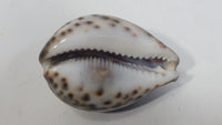 Hand Carved Hawaii Hawaiian Sea Shell with Surfer Themed Design Souvenir Travel Collectible