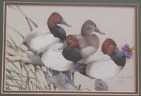 Ducks Unlimited Artist Art Lamay "Can Stand" 11" x 13" Framed Wildlife Art Print