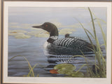 Luke Raffin "Loon Family" Painting Wildlife Art Print 11 3/4" x 14 3/4" Signed