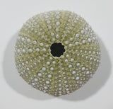 Light Green Sea Urchin 1 3/4" Diameter Fridge Magnet