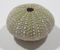 Light Green Sea Urchin 1 3/4" Diameter Fridge Magnet