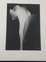 Arum Lily Flower by Bruce Rae 18" x 22" Framed Black and White Photograph Print Picture