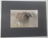 1979 Robert Bateman "Water Buffalo" Wildlife Art Print 14" x 18" No Frame