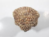 Vintage Seashell Covered Poodle Ornament 5 1/2" Tall